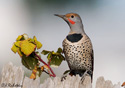 Colaptes auratus  cafer